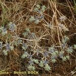 Eryngium galioides Habitus