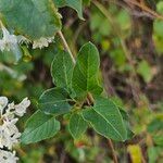 Fallopia baldschuanica Leaf