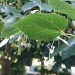 Tilia mongolica 果實