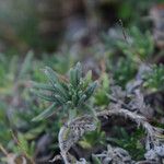 Glandora diffusa ᱥᱟᱠᱟᱢ
