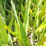 Dracaena hyacinthoides Habitat