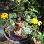 Lantana camaraBlomst