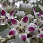 Calotropis procera फूल