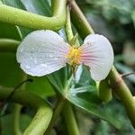 Begonia ampla फूल