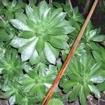 Aeonium leucoblepharum Alkat (teljes növény)