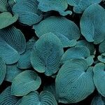 Hosta sieboldiana Foglia