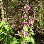 Lepechinia hastata Flor