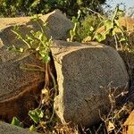 Cissus quadrangularis Habit