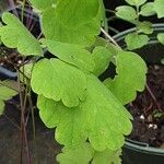 Thalictrum aquilegiifolium Folha