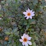 Dahlia merckii Flower