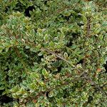 Cotoneaster microphyllus Blad