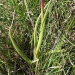 Anacamptis laxiflora Hoja