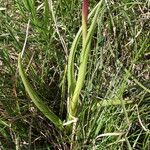 Anacamptis laxiflora Leaf