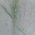 Urochloa maxima Λουλούδι