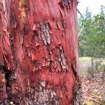 Arbutus menziesii Cortiza