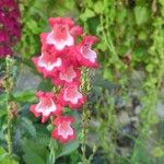 Penstemon hartwegii Flower