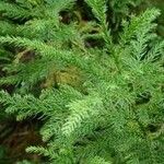 Cryptomeria japonica Fulla