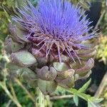 Cynara cardunculusফুল