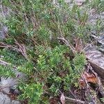 Falcatifolium taxoides Характер