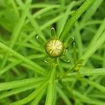 Coreopsis verticillata Цветок