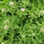 Trifolium squamosum Blatt