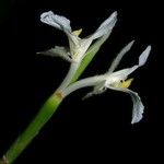 Ischnosiphon elegans Flor