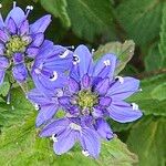 Veronica teucrium Flower