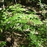 Rubus fraxinifolius Hábito