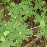 Biophytum umbraculum Otro