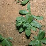 Eryngium foetidum برگ