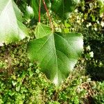 Populus nigra Blatt