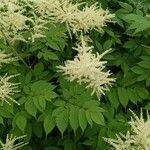 Aruncus dioicusBloem