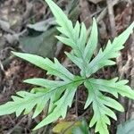Hemionitis querquobadii Frunză