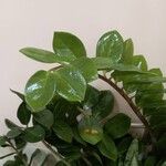 Zamioculcas zamiifolia Blatt