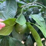 Citrus sinensis Frugt