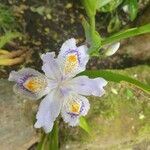 Iris ensata Kvet