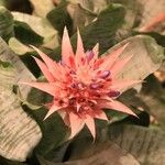 Aechmea fasciata Цветок