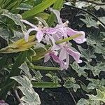 Miltonia spectabilis Flower
