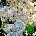 Clematis tangutica Fruit