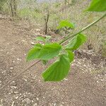 Amphilophium paniculatum Leaf