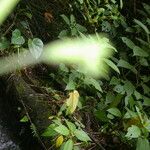 Nasa triphylla Hábito