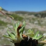 Saxifraga moschata Blad