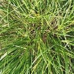 Carex spicata Φύλλο