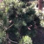 Pinus heldreichii Blad