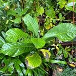 Magnolia hodgsonii Hoja