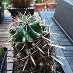 Ferocactus latispinus Bark