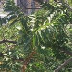 Ailanthus altissima Blad