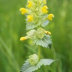 Rhinanthus major Квітка