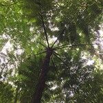 Cyathea cyatheoides Hábito