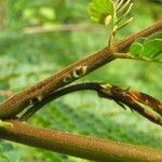 Albizia carbonaria Azala